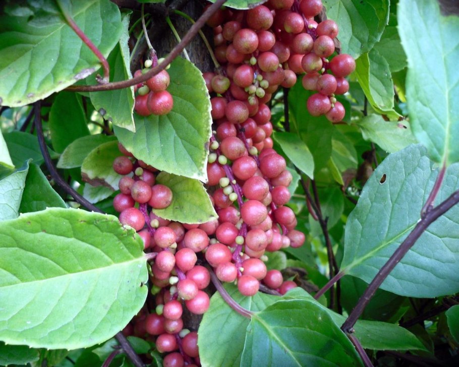 Лимонник Дальневосточный