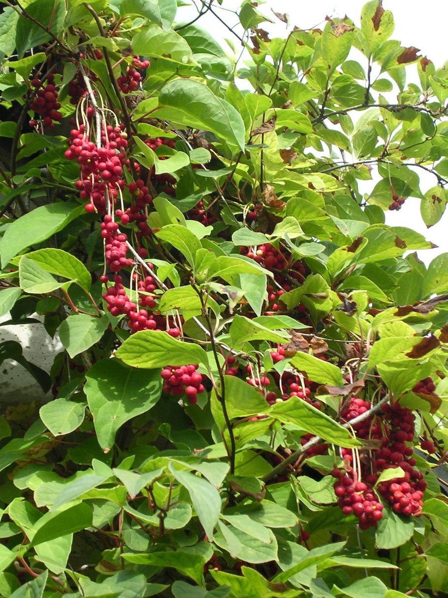 Лимонник куст