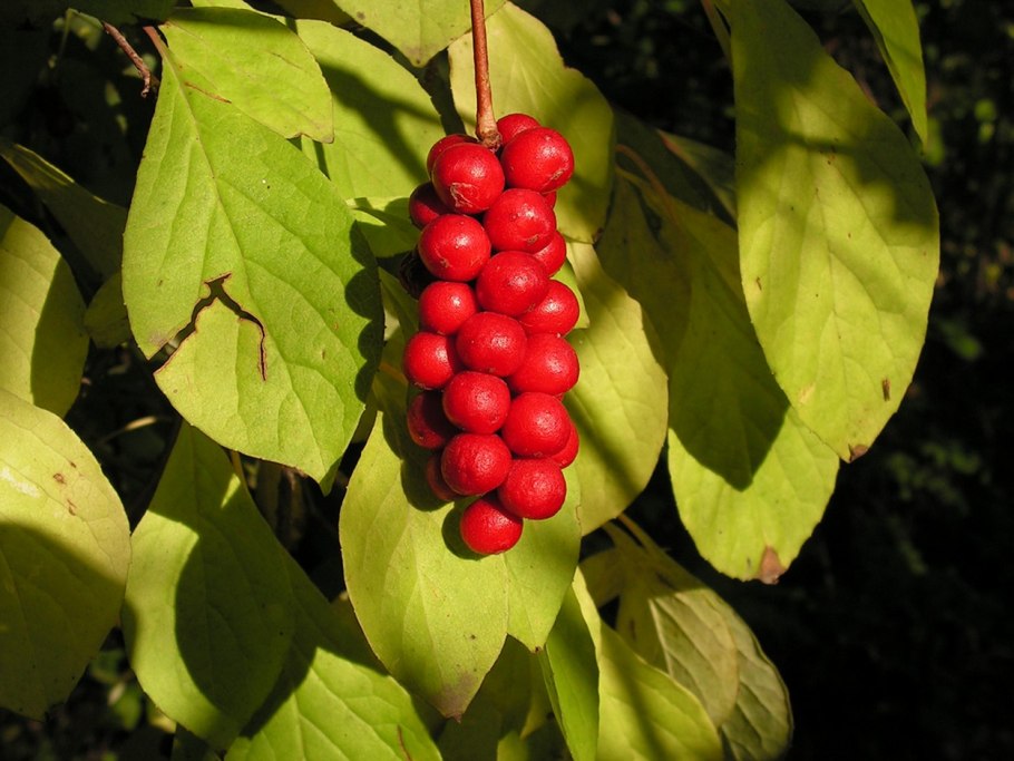 Лимонник китайский (Schisandra chinensis)
