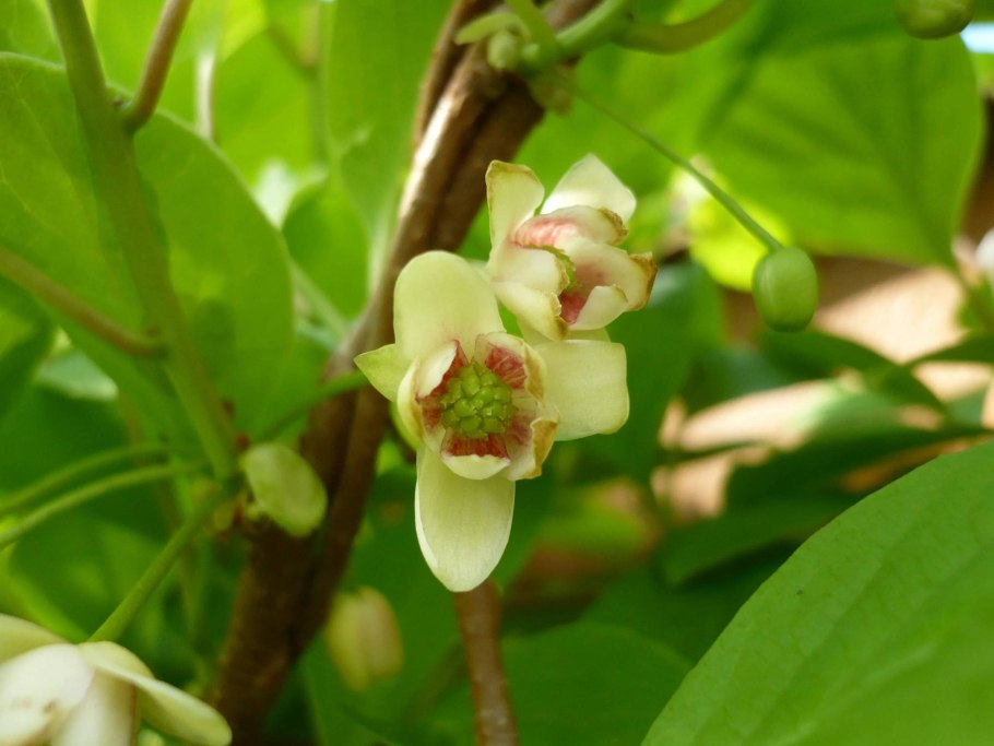 Лимонник китайский цветение