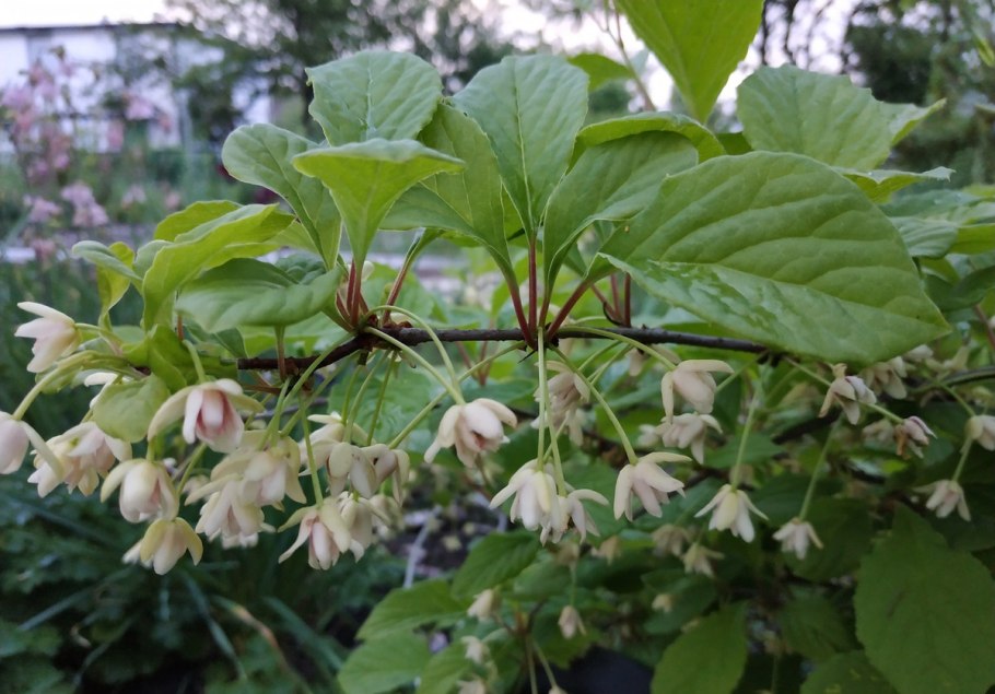 Шизандра китайская лимонник