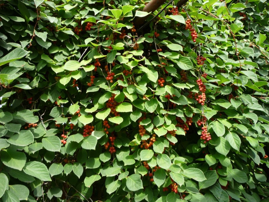 Лимонник стручок