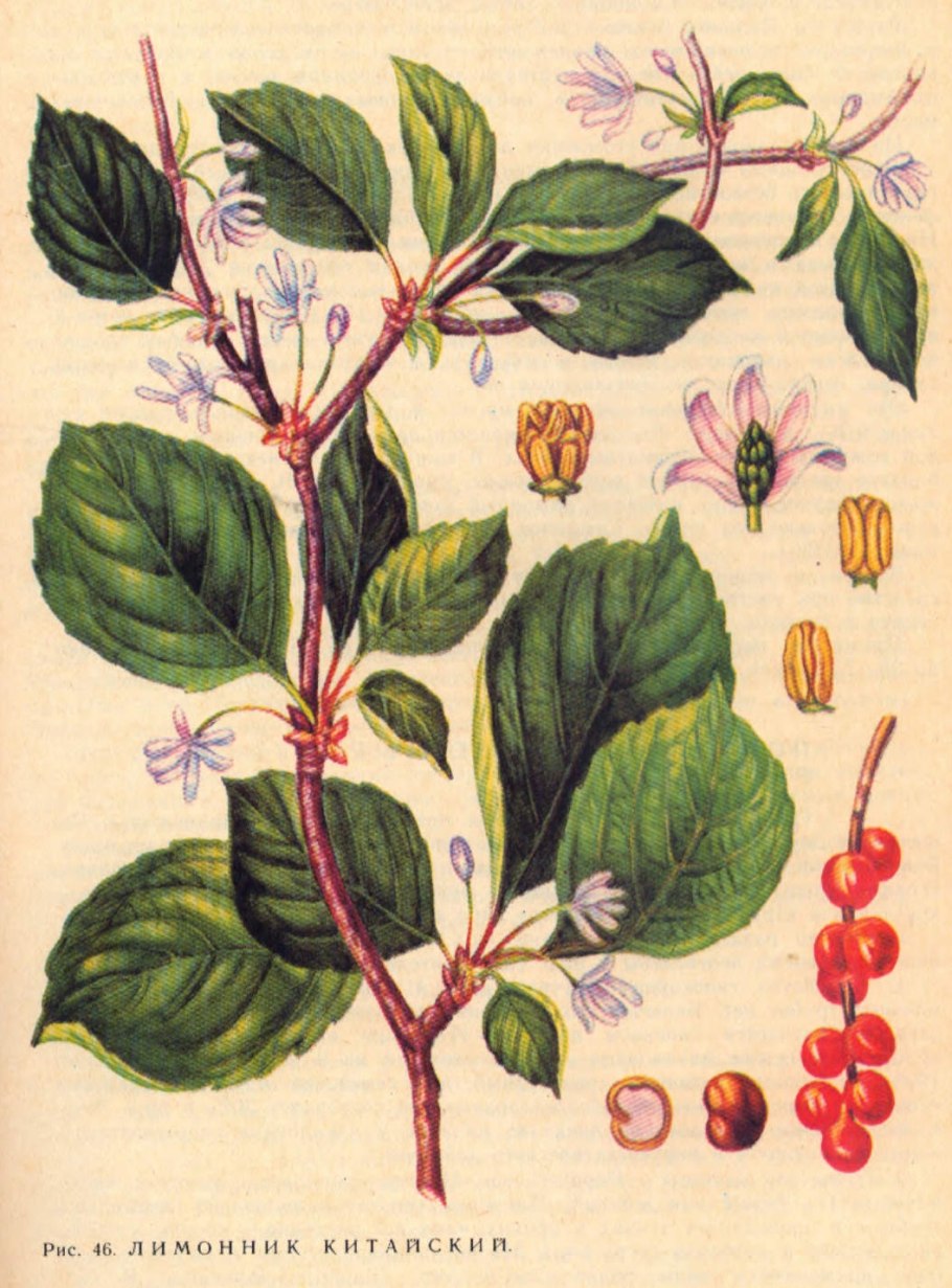Плоды лимонника китайского