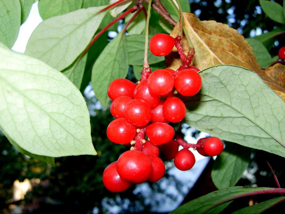 Лимонник китайский цветение