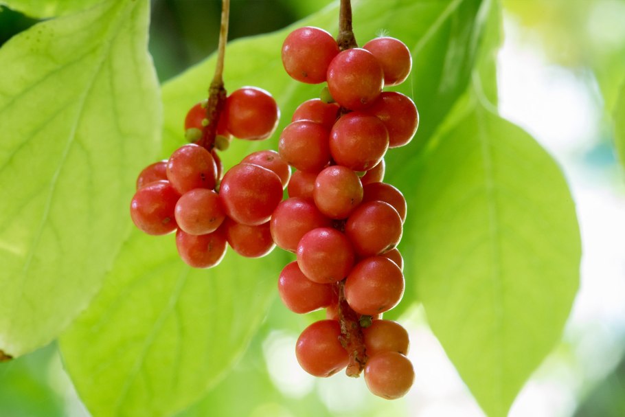 Лимонник Дальневосточный цветение