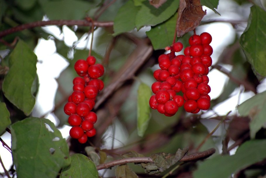 Лимонник китайский лиана