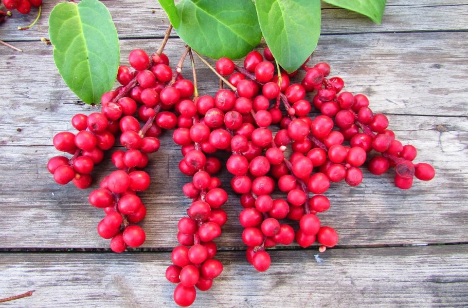 Лимонник Дальневосточный