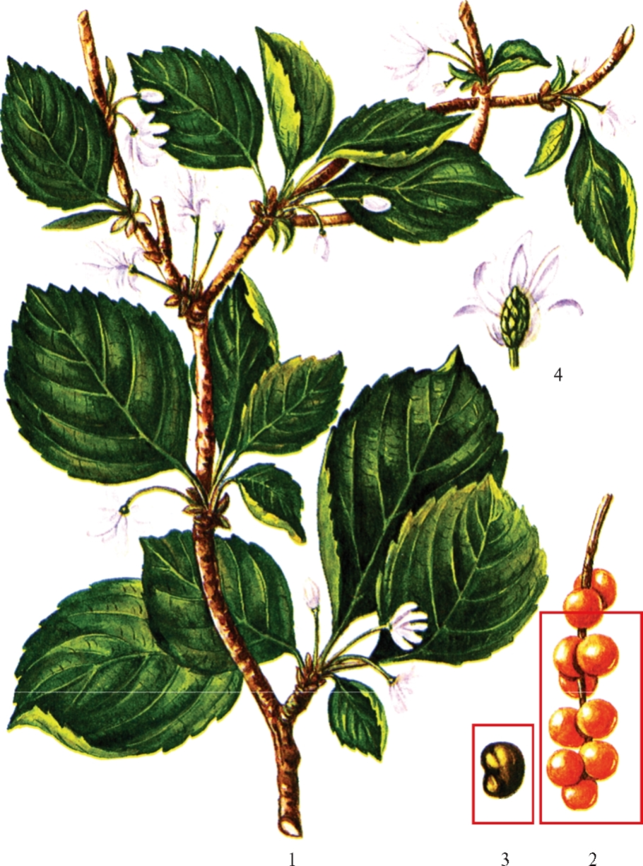 Лимонник Дальневосточный цветение