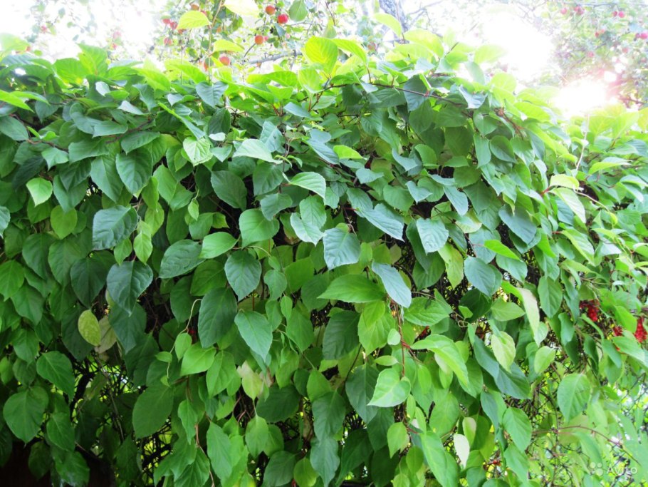 Представители семейства Лимонниковых