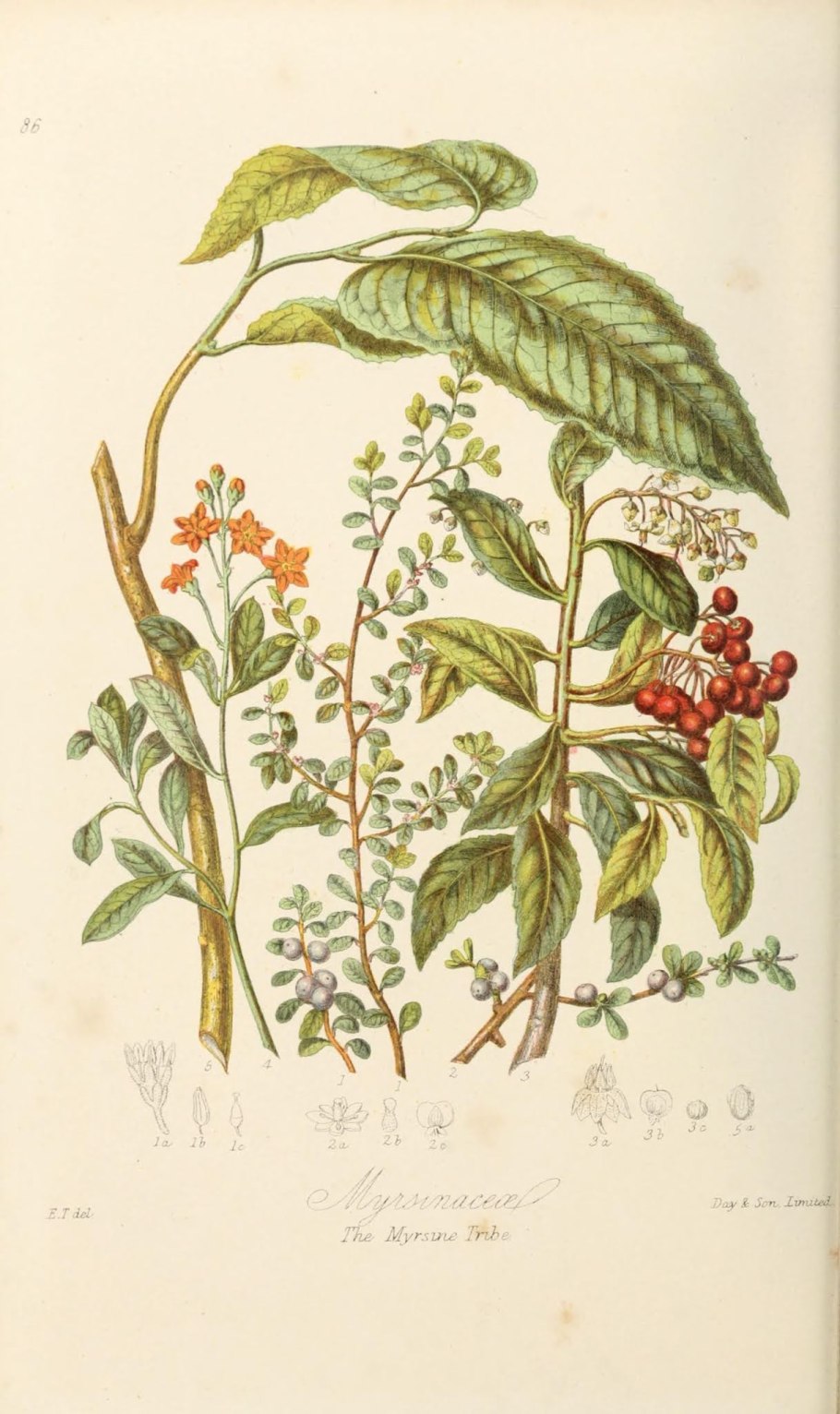 Лимонник Дальневосточный куст