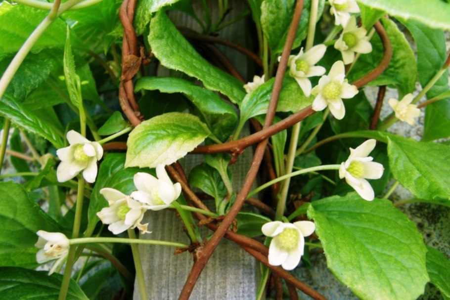 Лимонник китайский растение