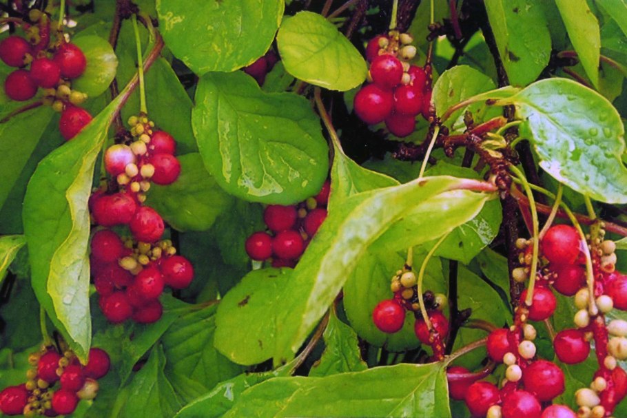 Лимонник Дальневосточный