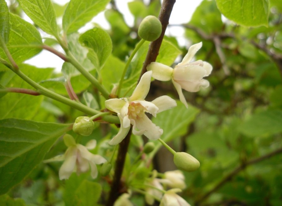 Лимонник лист