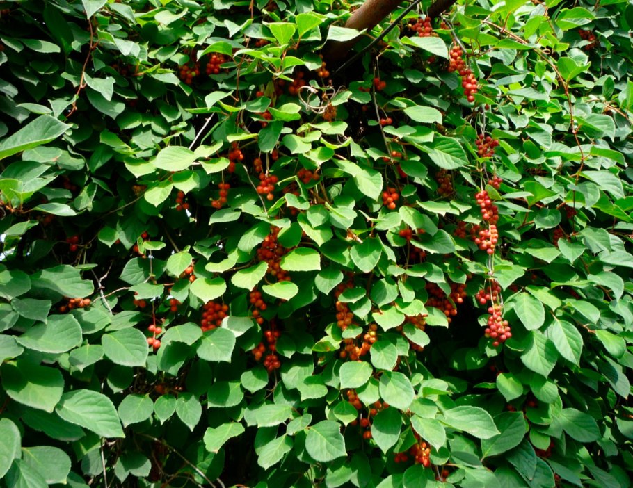 Лимонник китайский цветет