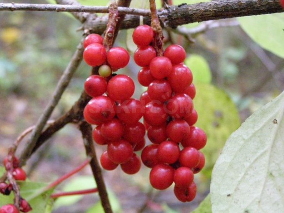 Шизандра китайская лимонник