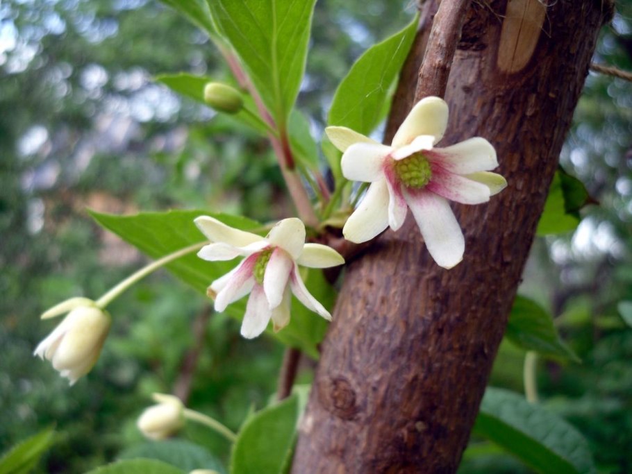 Лимонник chinensis