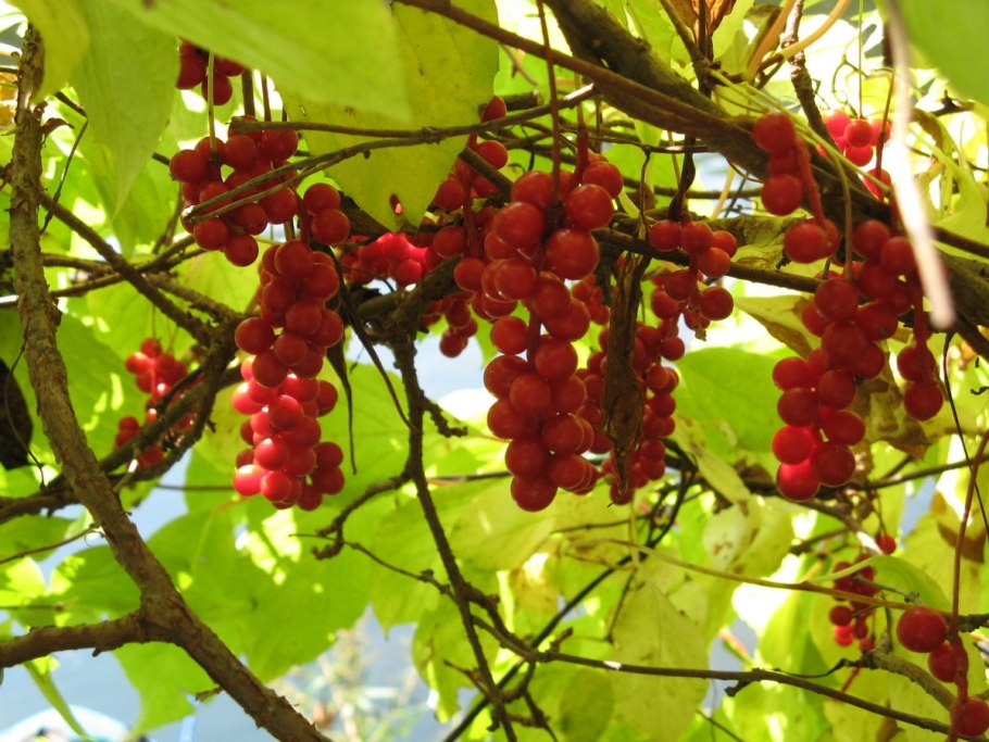 Лимонник Дальневосточный ягоды