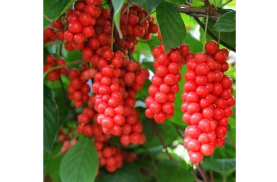 Лимонник китацскийботаника