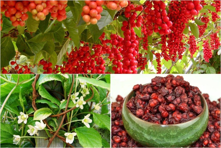 Лимонник Лиана