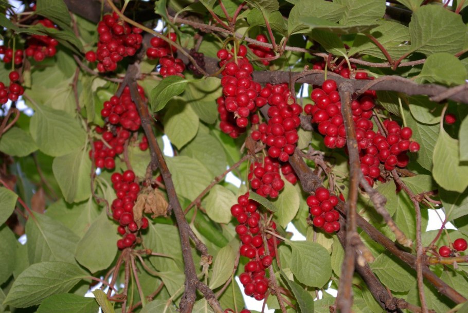 Лимонник китайский цветет