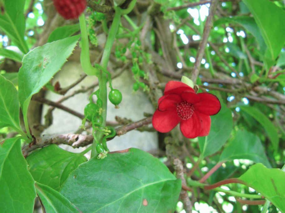 Schisandra rubriflora