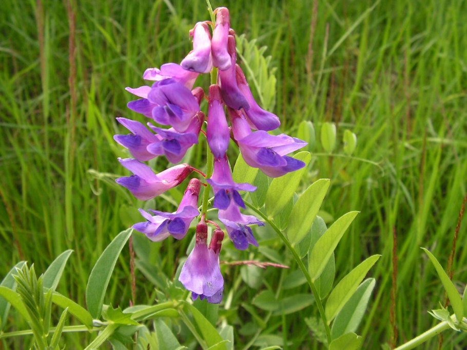 Горошек мышиный (Vicia cracca)