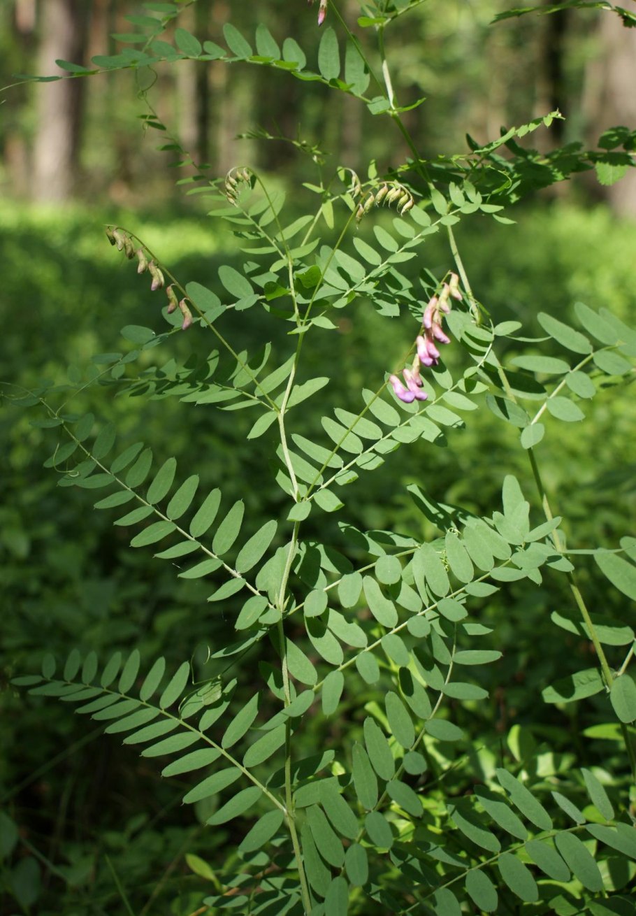 Вика Кашубская