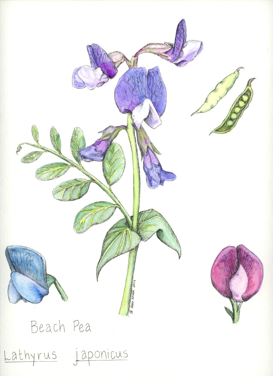 Лютик кашубский гербарий