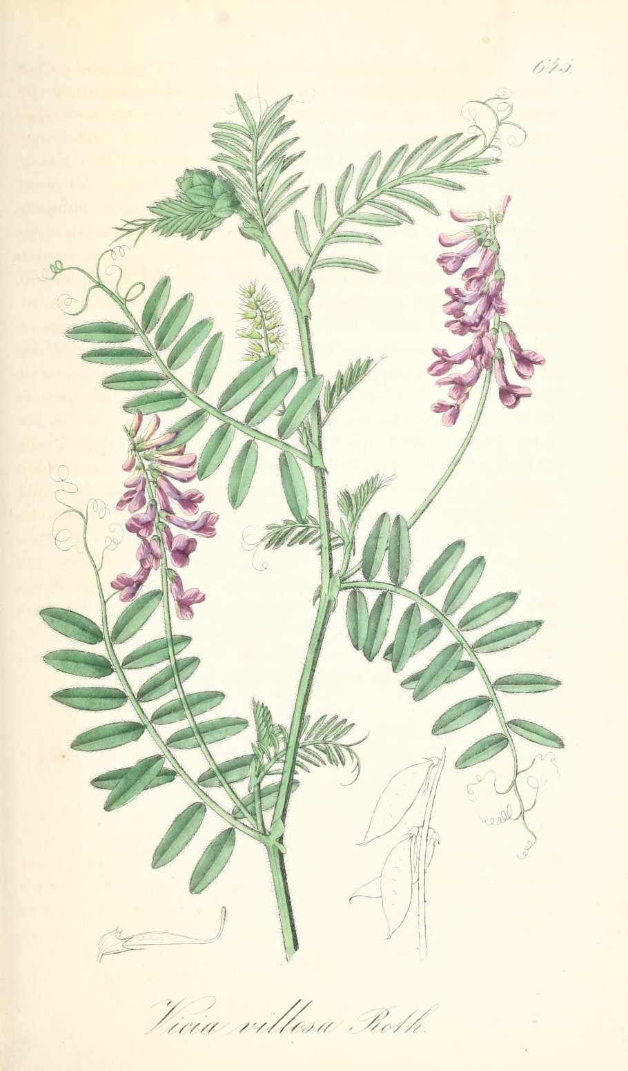 Вика Яровая растение