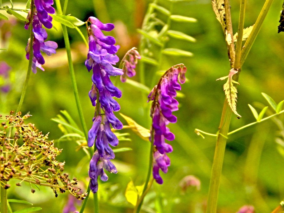 Вика посевная --- Vicia Sativa