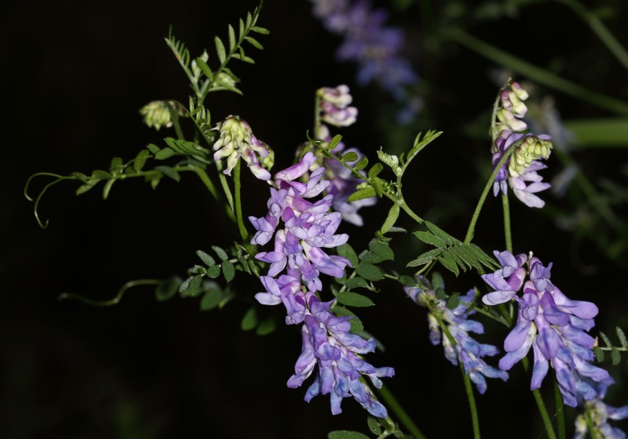 Горошек заборный рисунок