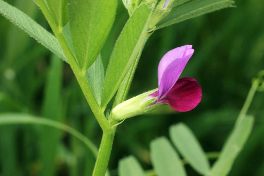 Горошек мышиный (Vicia cracca)