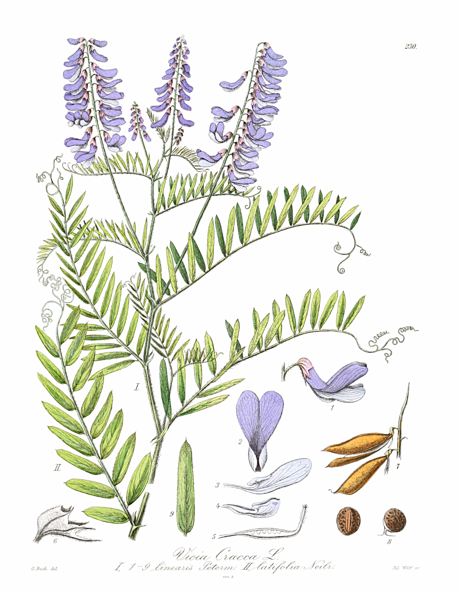 Горошек мышиный (vicia cracca)