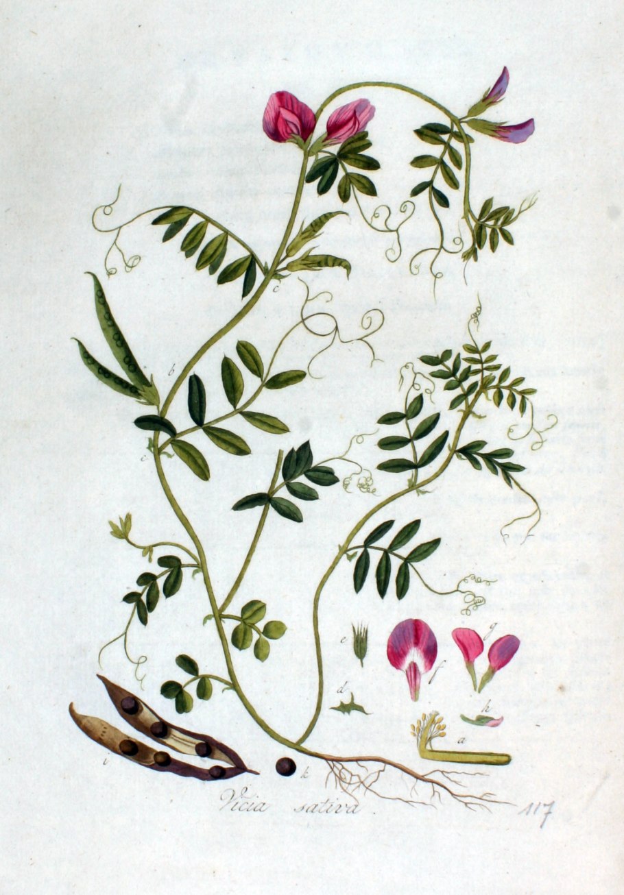 Люцерна мышиный горошек