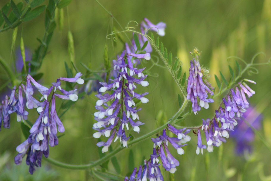 Сорняк мышиный горошек