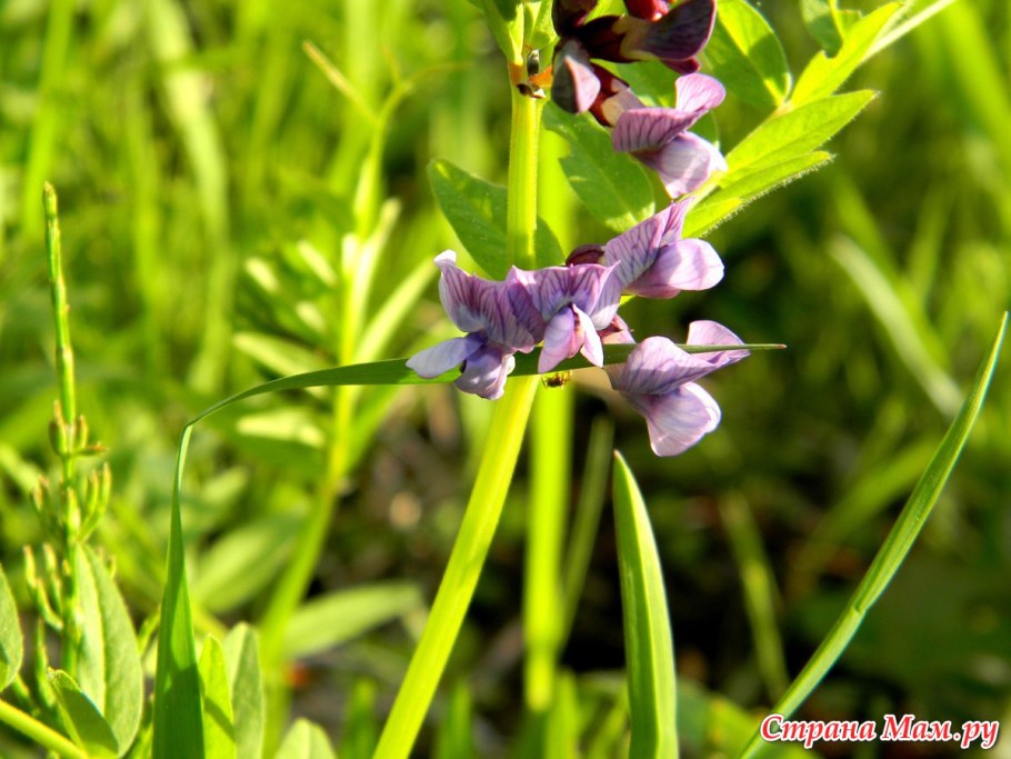 Мышиный горох стручки
