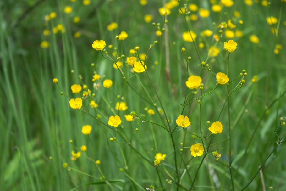 Растение мышиный горошек, козлятник