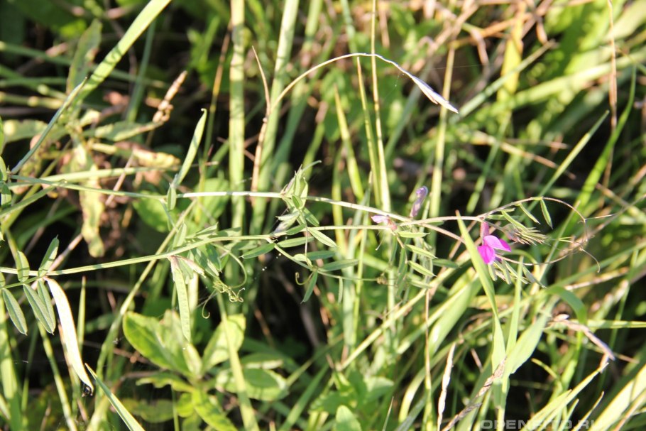 Горошек тонколистный мышиный