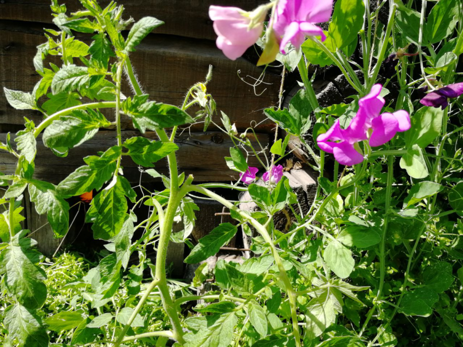 Горошек душистый эвелин