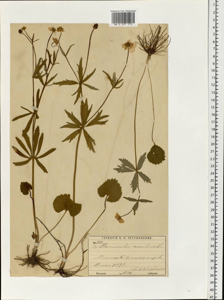 Ranunculus cassubicus