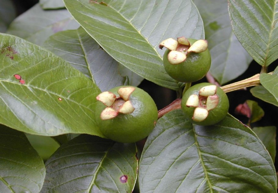 Псидиум Кеттли