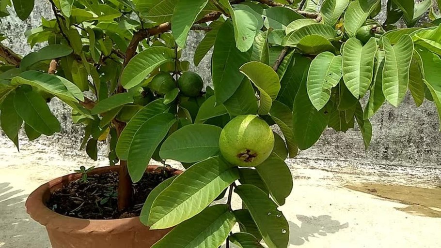 Гуайава Тропикана