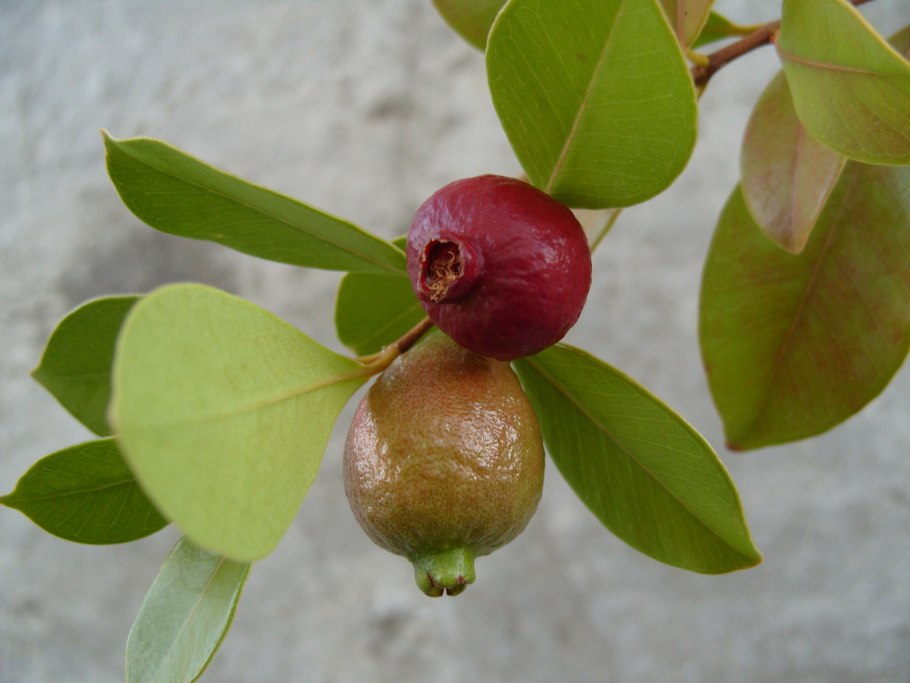 Psidium guajava (гуава, псидиум)