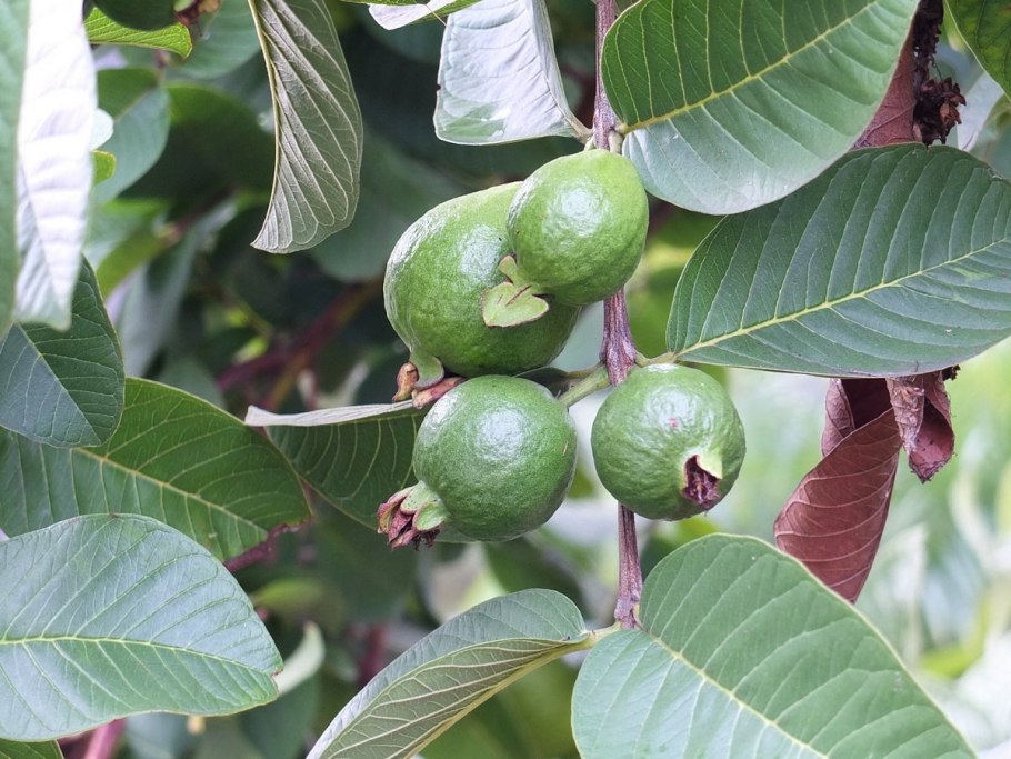Psidium guajava (гуава, псидиум)