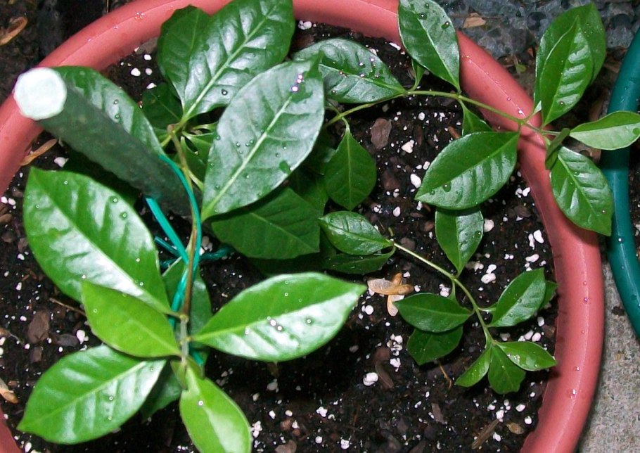 Гуава зацветает