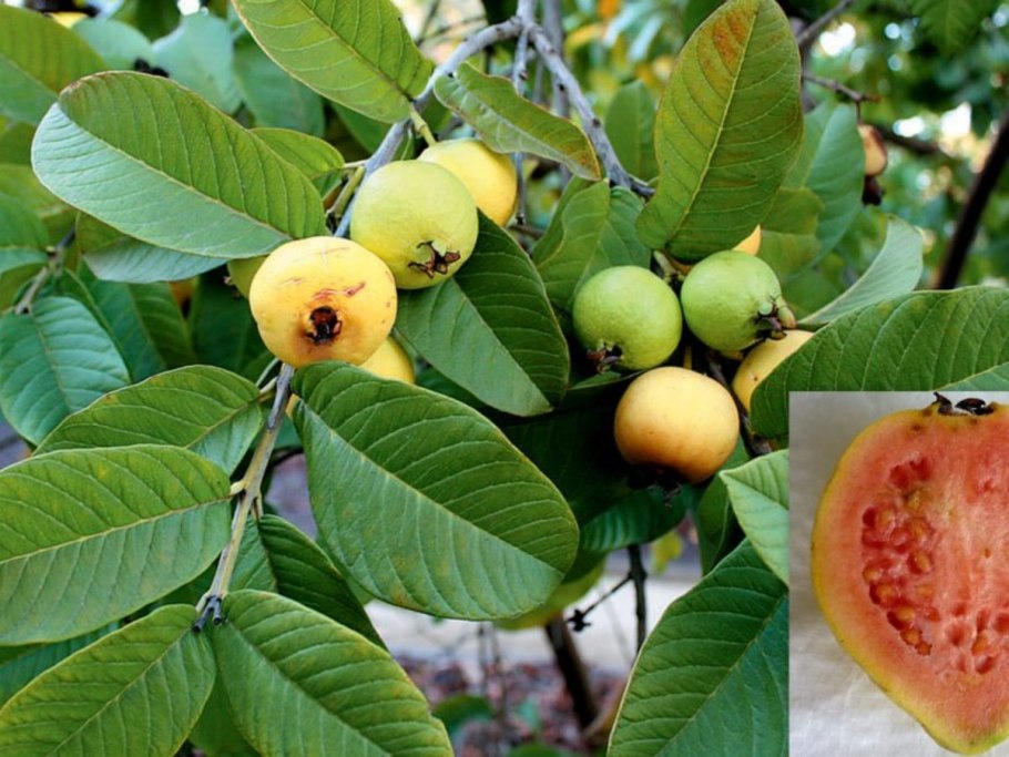 Псидиум гуава