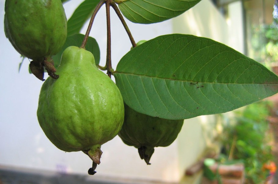 Гуава Земляничная