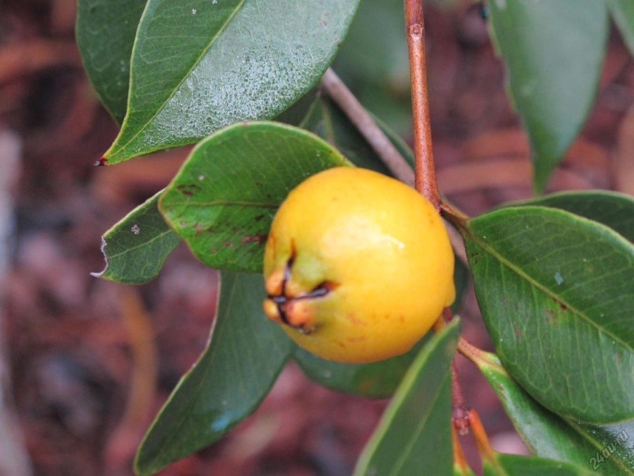 Гуава растение