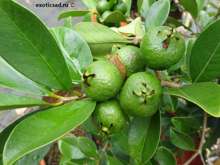 Псидиум Прибрежный