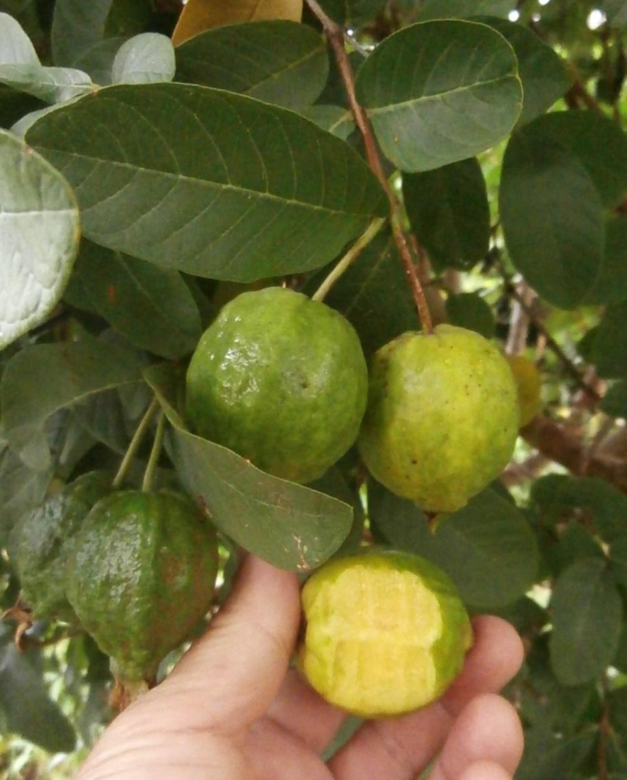 Растение Гуайава Тропикана